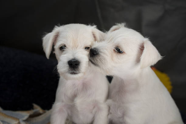 L’élevage canin : un métier facile pour les novices