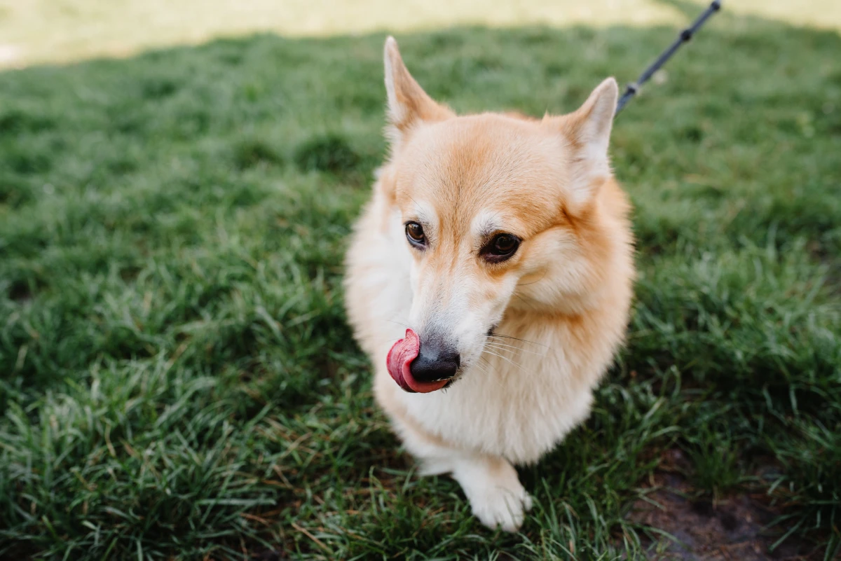 L'évolution des relations entre la Russie et l'Occident : un chemin semé d'embûches
